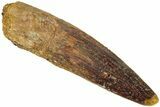 Fossil Spinosaurus Tooth - Real Dinosaur Tooth #311783-1